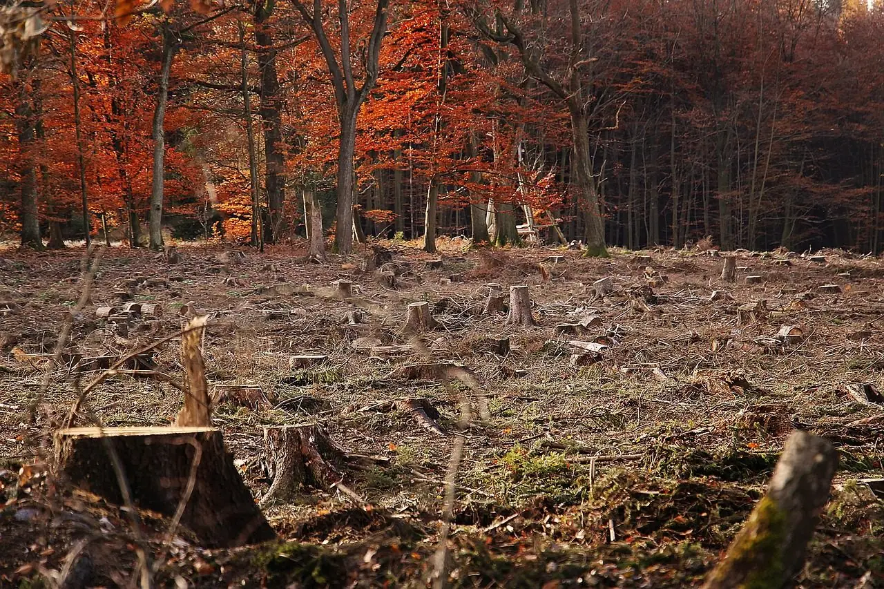 A cut-over woodland with fresh stumps and leaf litter in front of autumn trees