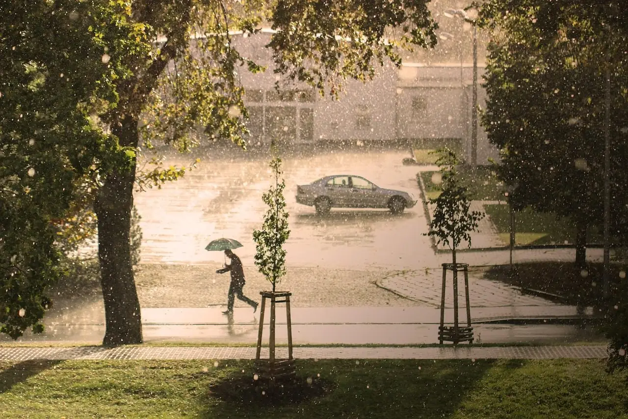 Young staked trees and mature shade trees in a park during a sunlit downpour