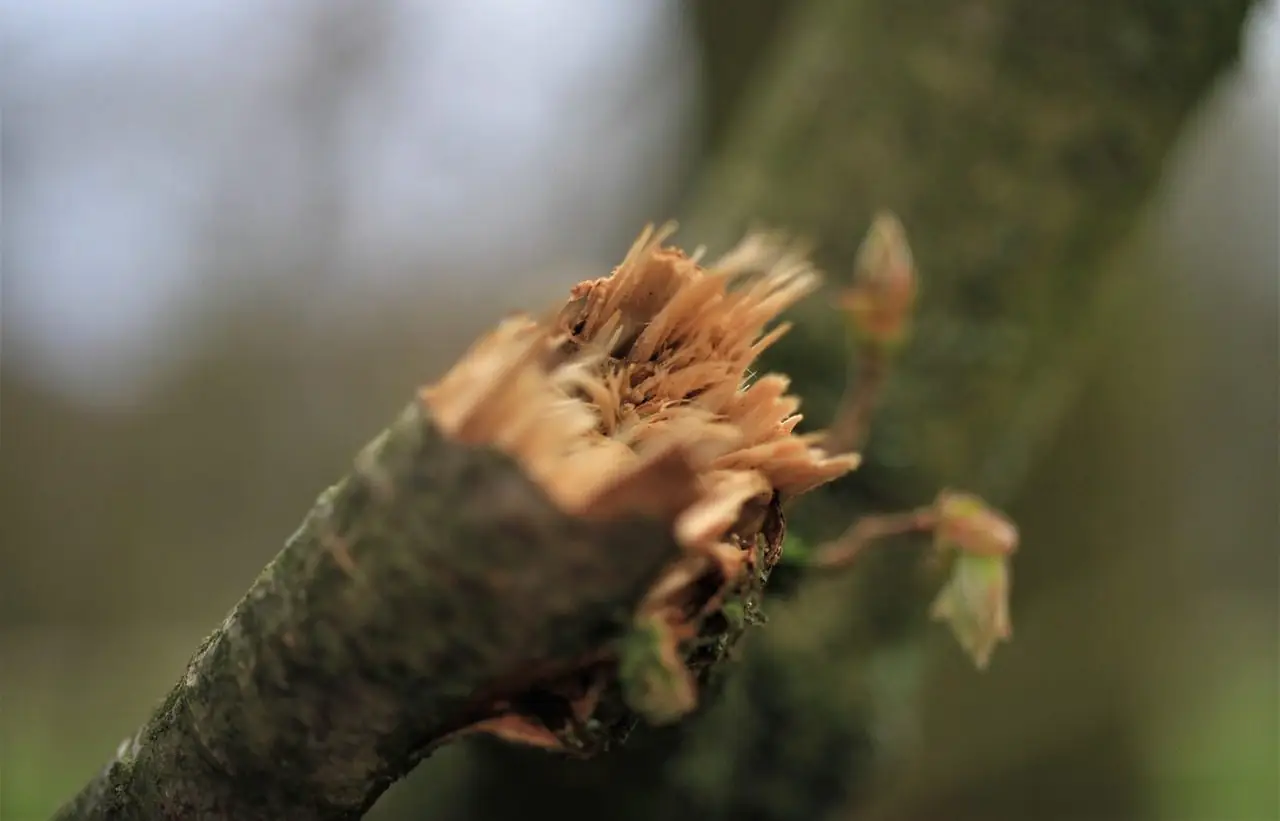 Close view of a branch snapped off with splintered wood at the break